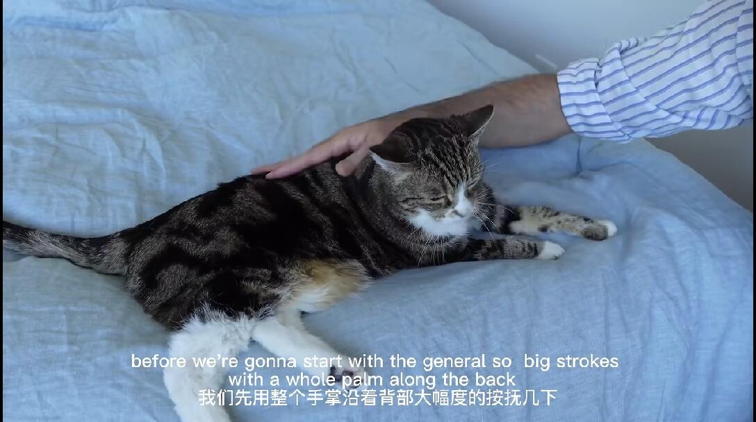 如何给猫作背部按摩,捏猫猫的亲授!专家级撸猫技巧分享 - 哔哩哔哩