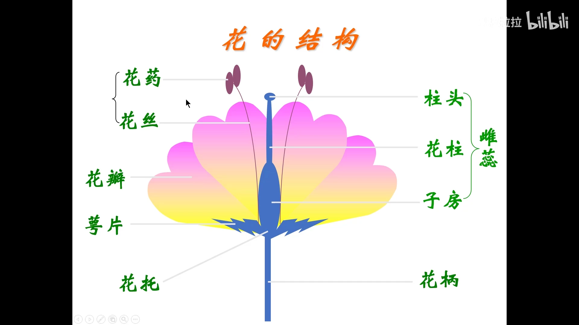 傳粉受精:開花和結果是一個連續的過程.