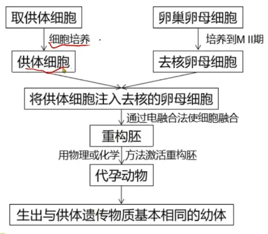 体细胞核移植流程图图片