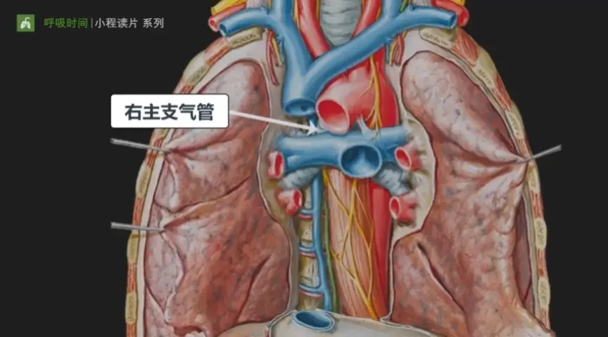 右主支气管上 奇静脉汇入上腔静脉肺静脉汇入左心房甲状腺密度高