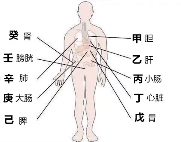 心 肝 脾 肺 腎為五臟,小腸 膽,胃 大腸 膀胱 三焦為六腑.