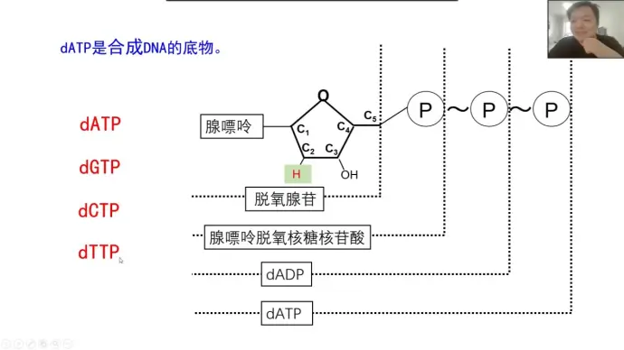 必修1第五章第2节:atp