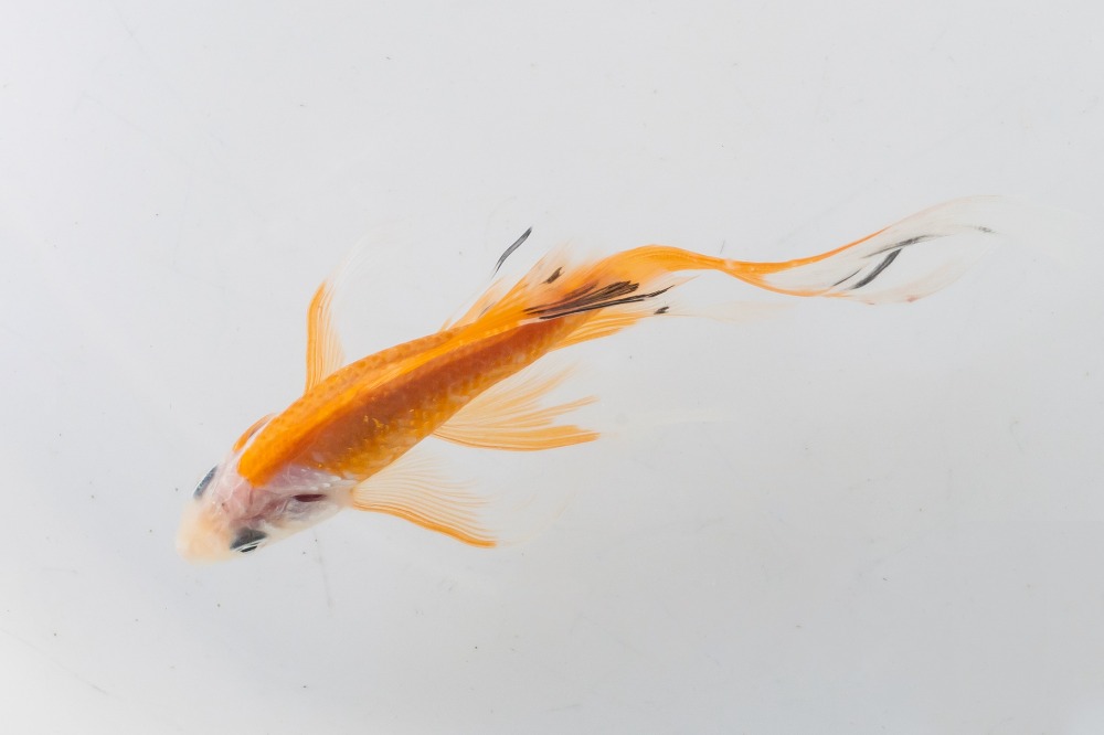 墨田水族馆饲养的铁鱼 - 哔哩哔哩