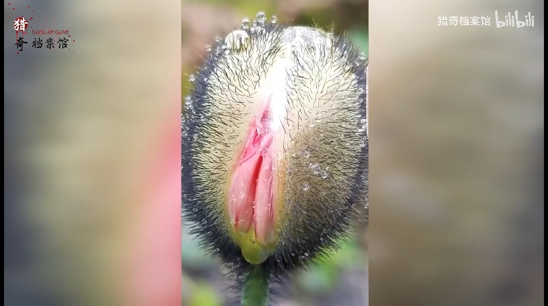长的多少有点违规,一些看起来像人体器官的奇怪植物 - 哔哩哔哩