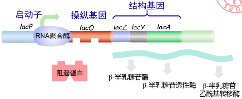 操纵子operon是包括结构基因,操纵基因与结构基因的启动子在内的整个