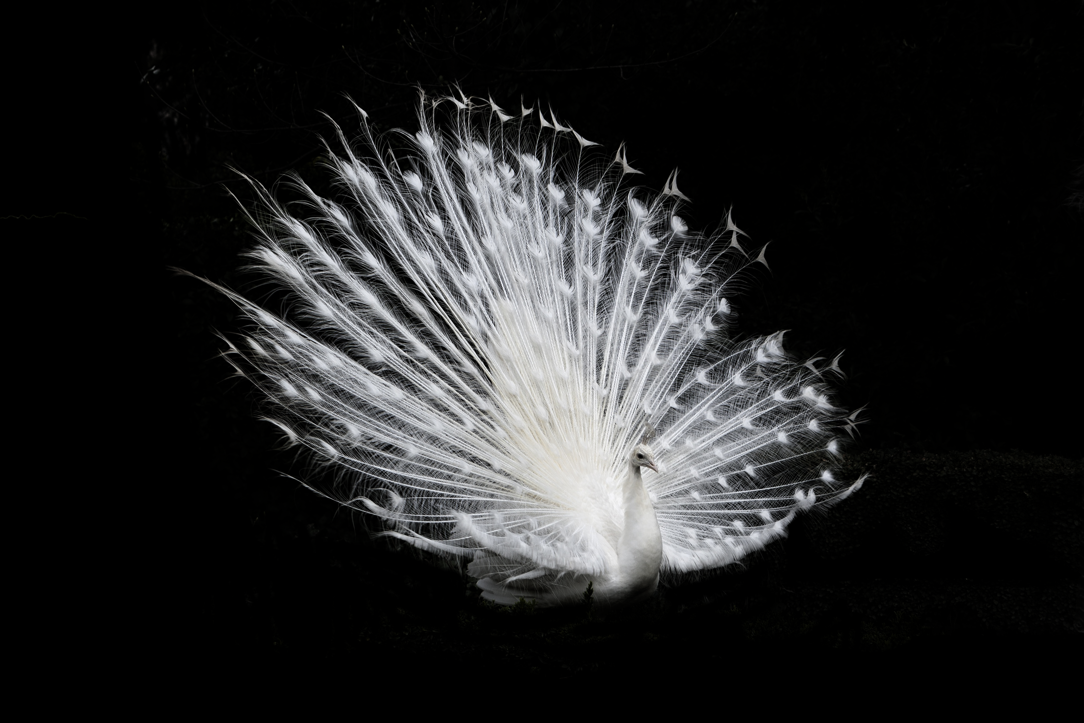 ps抠图新手必学三种抠图方法让你完美扣出99的图片