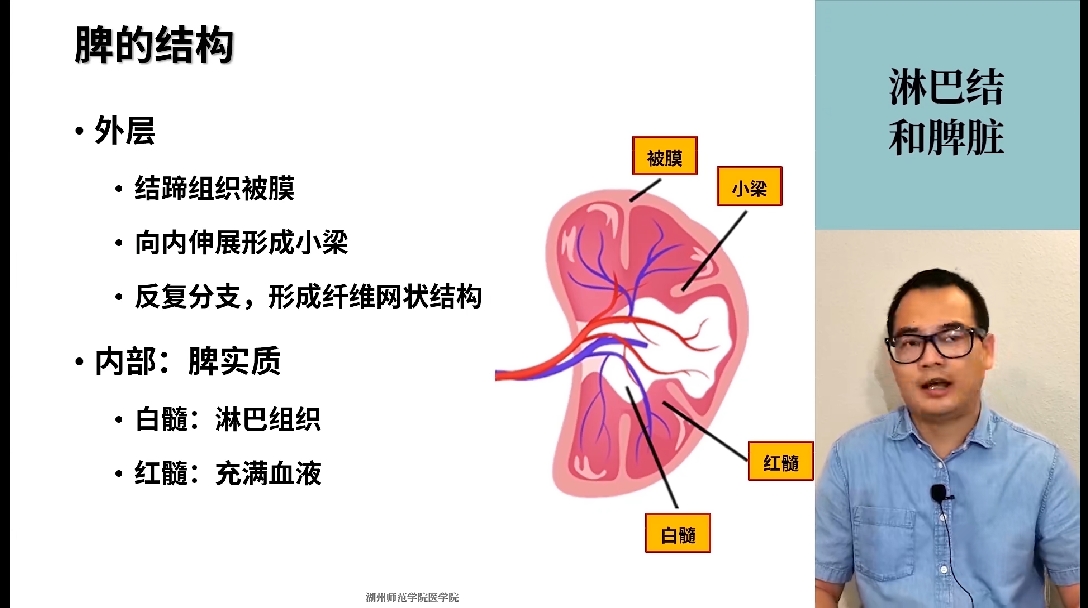 红髓:为白髓输送抗原抗体脾脏血运丰富脾破裂大出血:休克