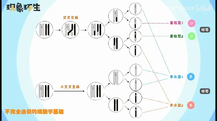 连锁互换图片