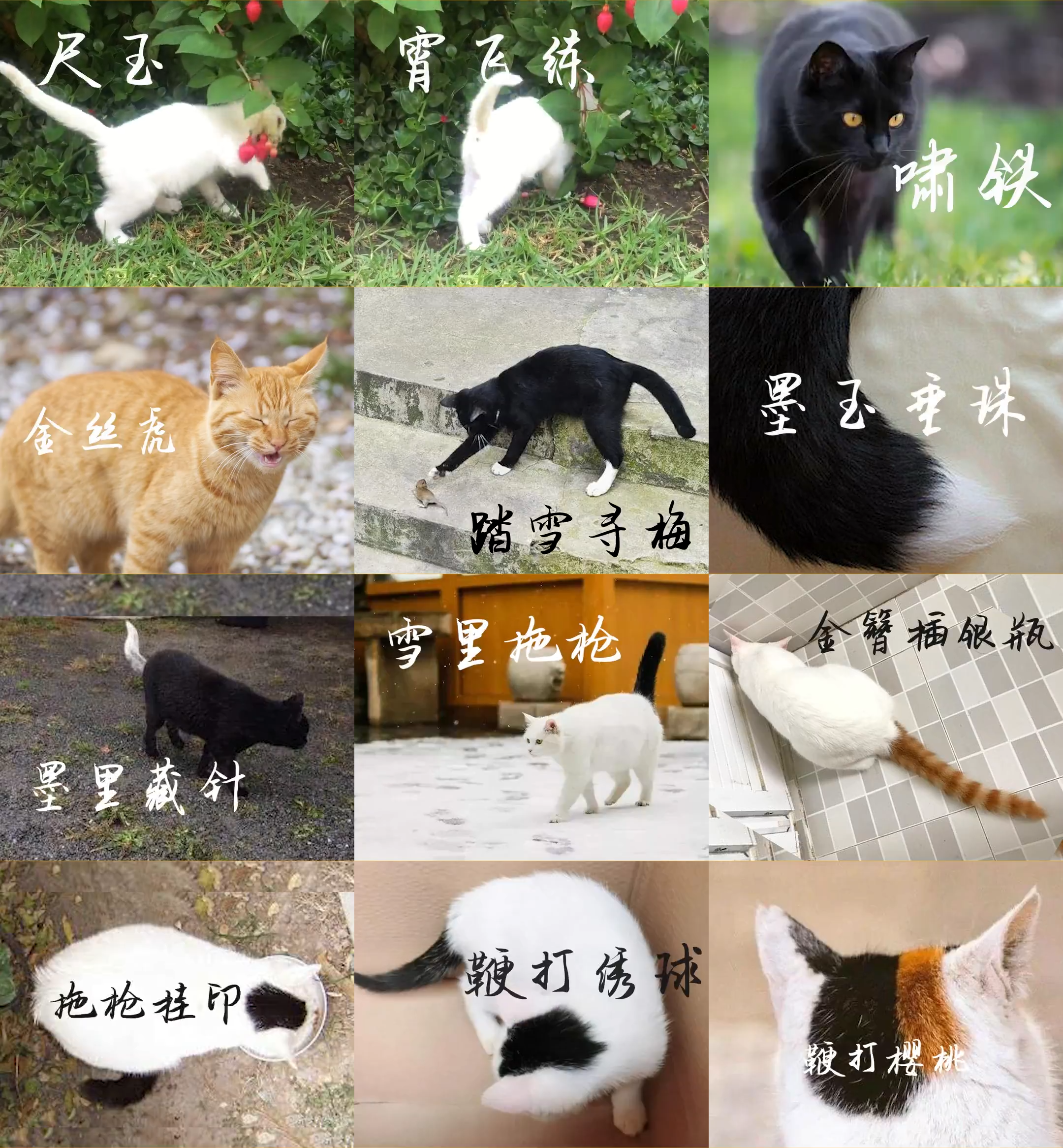 雪里拖枪黑猫白尾  墨里藏针黑猫白尾尖 墨玉垂珠黑猫白爪  踏雪寻梅