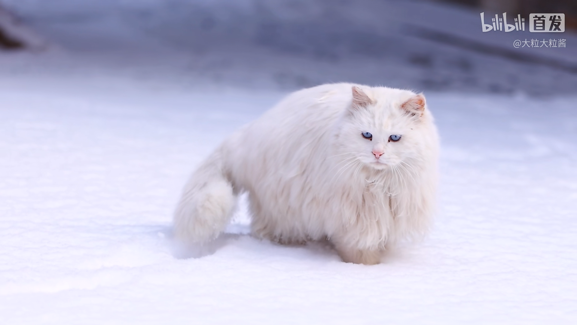 故宫御猫狮子猫前世今生超详细介绍曾经的御猫现状却很不乐观甚至有人