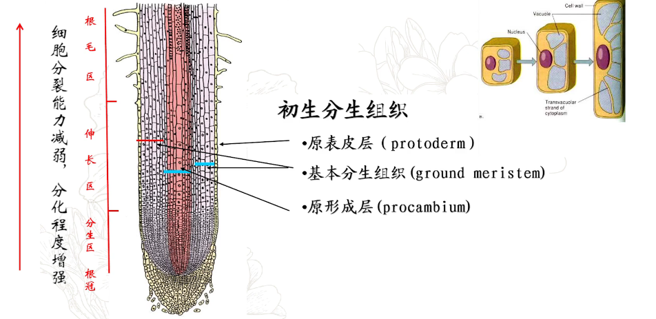 【中国农业大学】植物学 刘朝辉 孟雷（88讲） - 哔哩哔哩