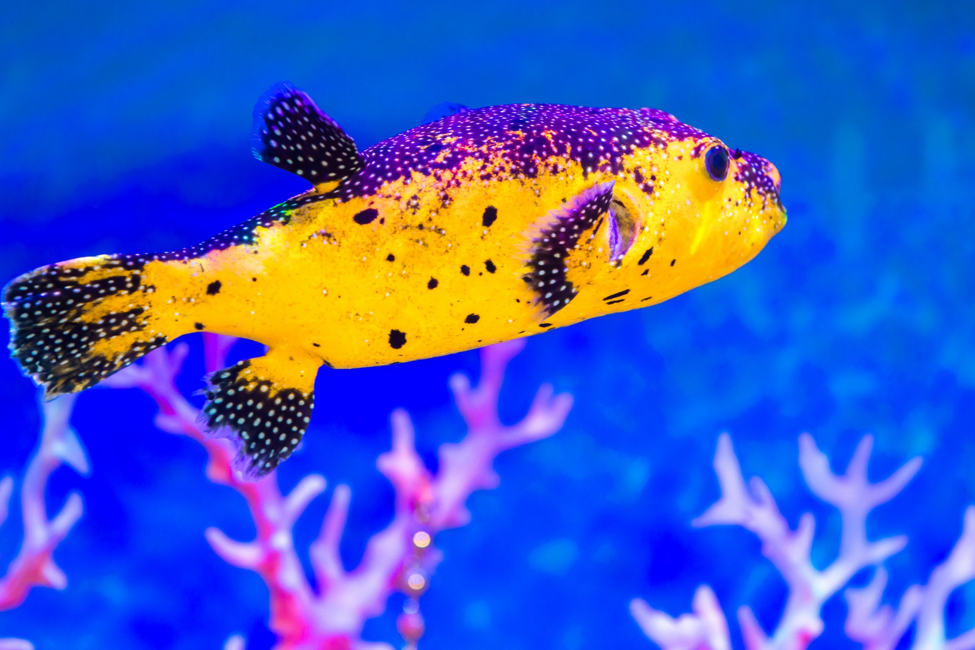 7,须鲀1305:2913简介:须鲀(学名: anacanthus barbatus),拉丁属名