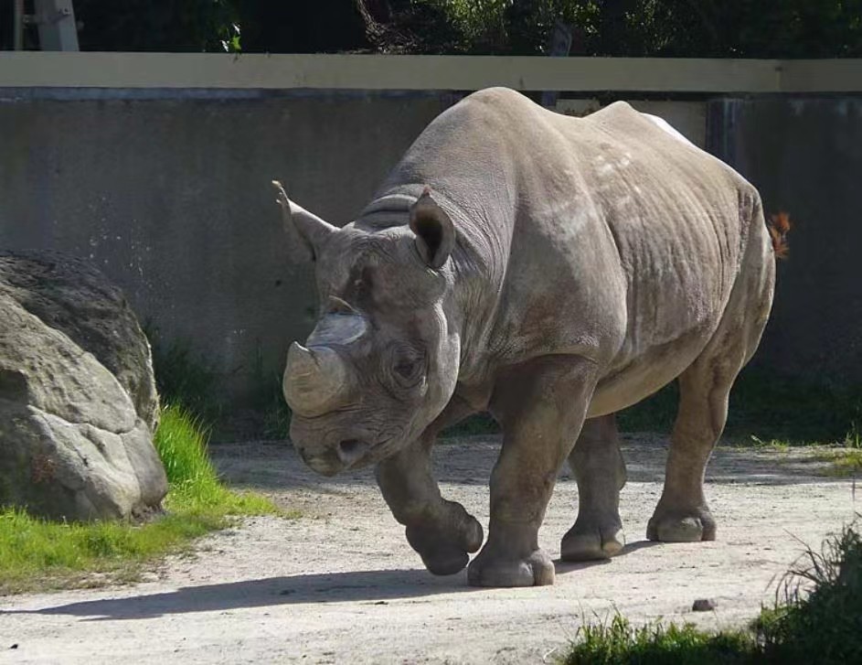 半岛,南亚次大陆东北部及中国西南部的犀牛别名:双角犀或毛犀牛简介
