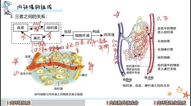 血浆淋巴组织液模型图图片