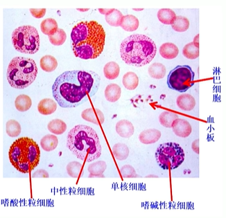 3.生理不挂科系列丨速成系列丨第3期（血液） - 哔哩哔哩