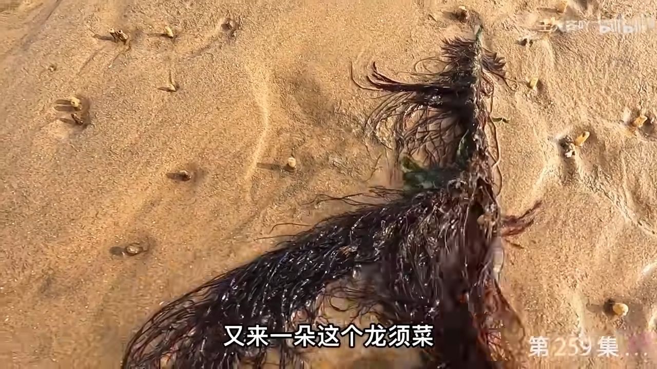 大齐赶海