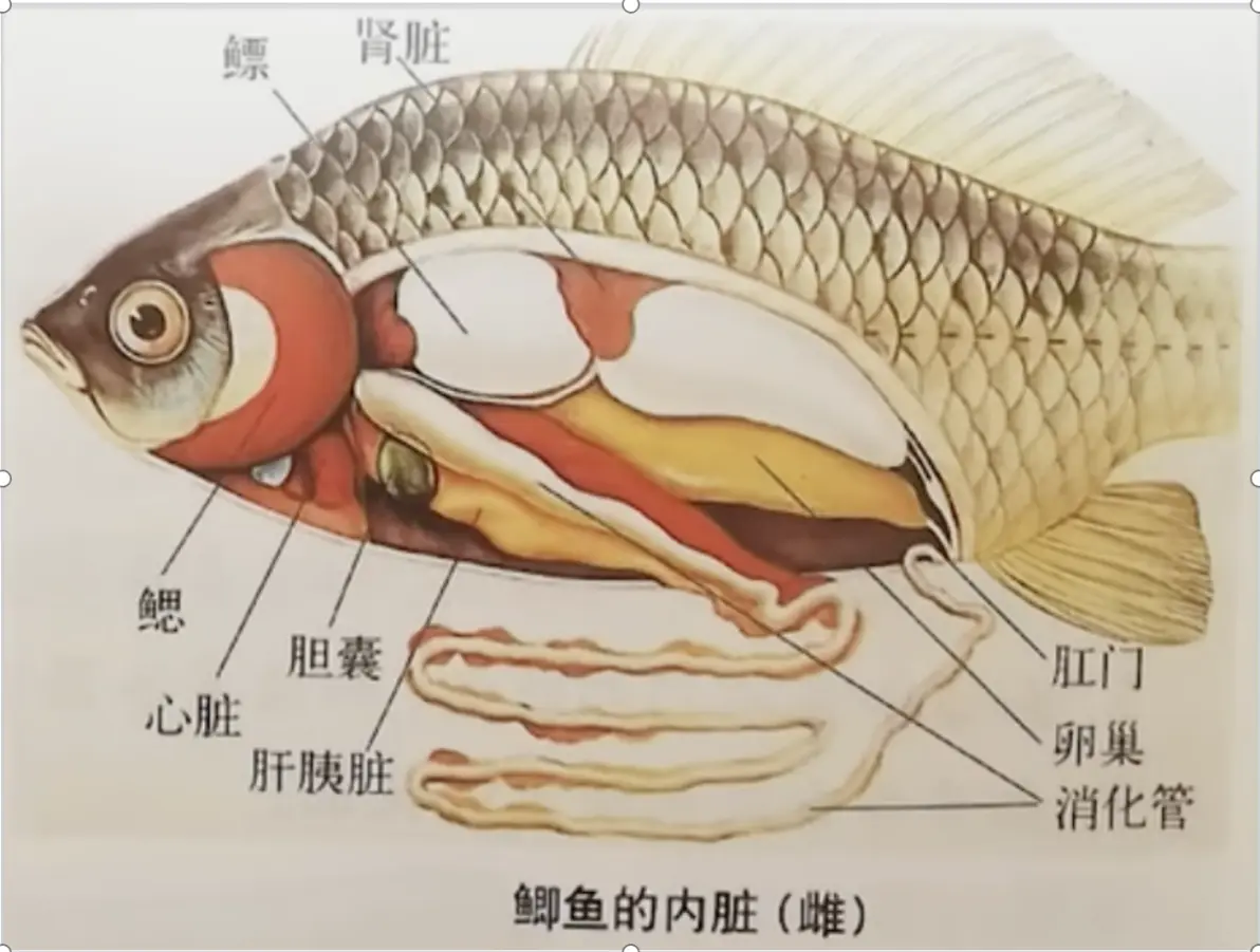 解剖鲫鱼