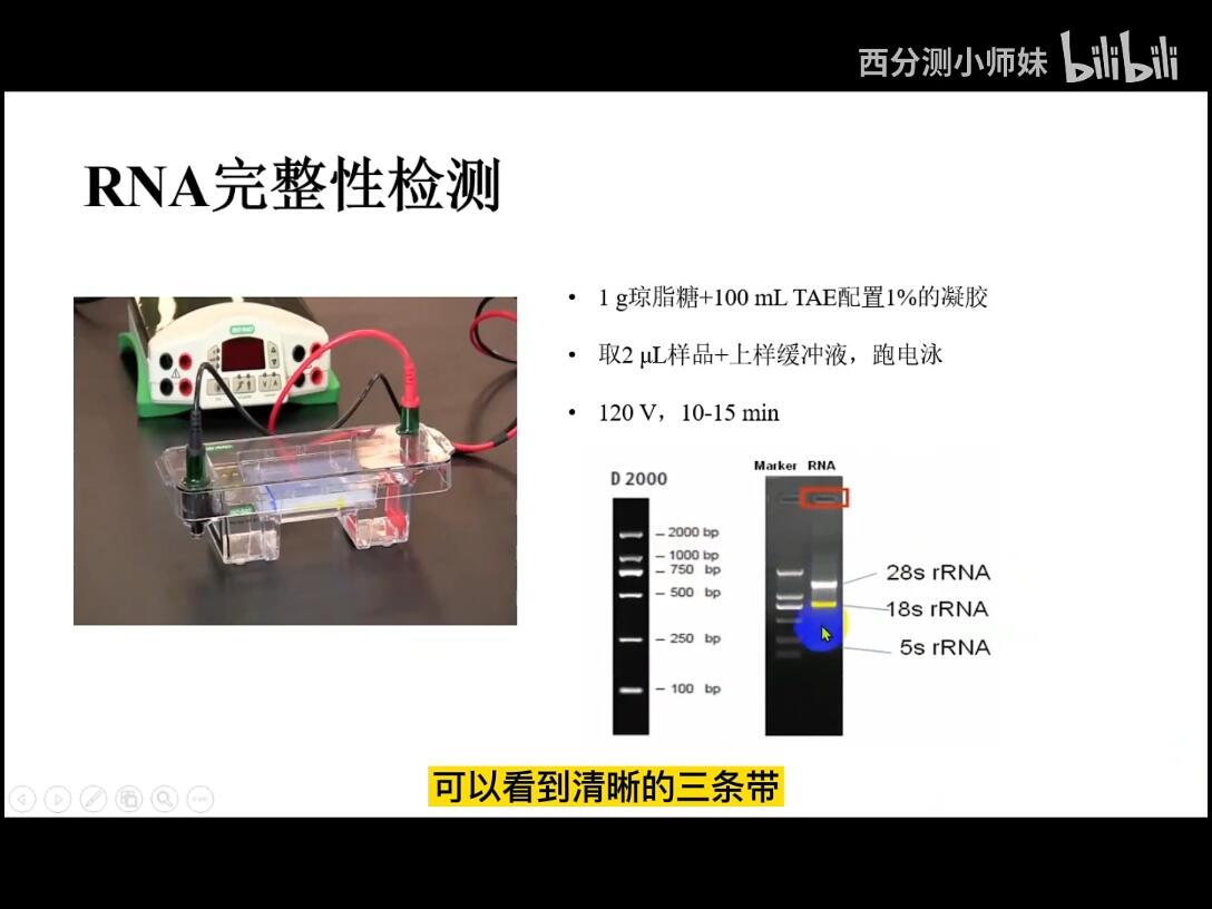 手把手教你检测基因表达量|QPCR|RNA提取|RNA评价标准|电泳|加样... - 哔哩哔哩