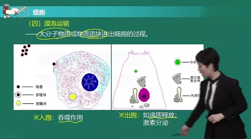 生理学(全集) - 哔哩哔哩