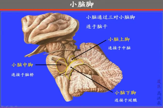 小脑中脚解剖图图片