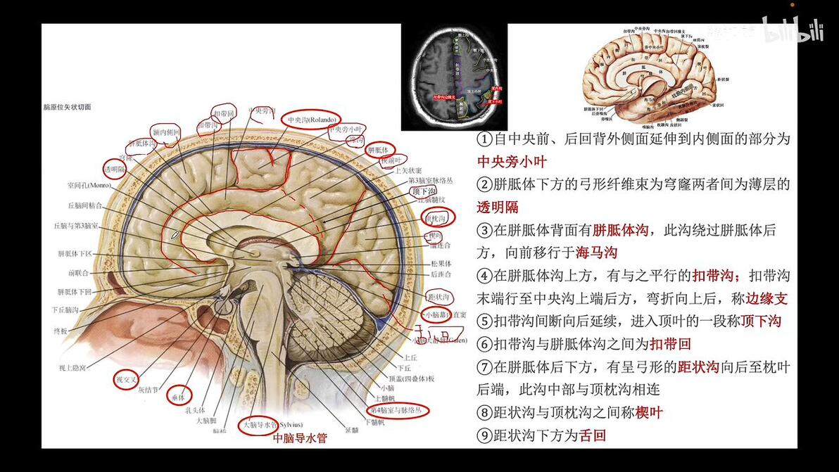 详细分解头颅解剖及CT/MRI(脑沟/脑回/脑叶上篇) - 哔哩哔哩