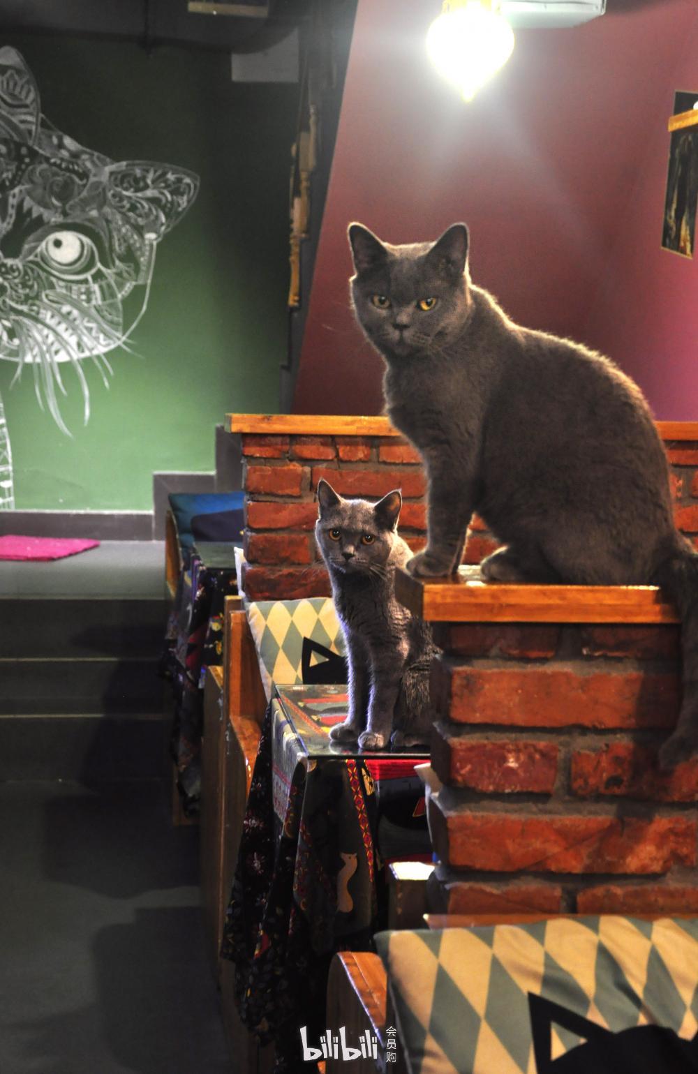 武汉猫岛咖啡馆广埠屯店