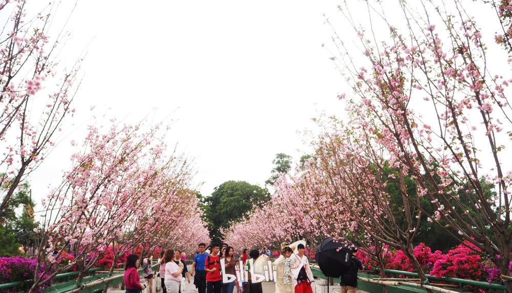 深圳观澜湖第五届樱花节