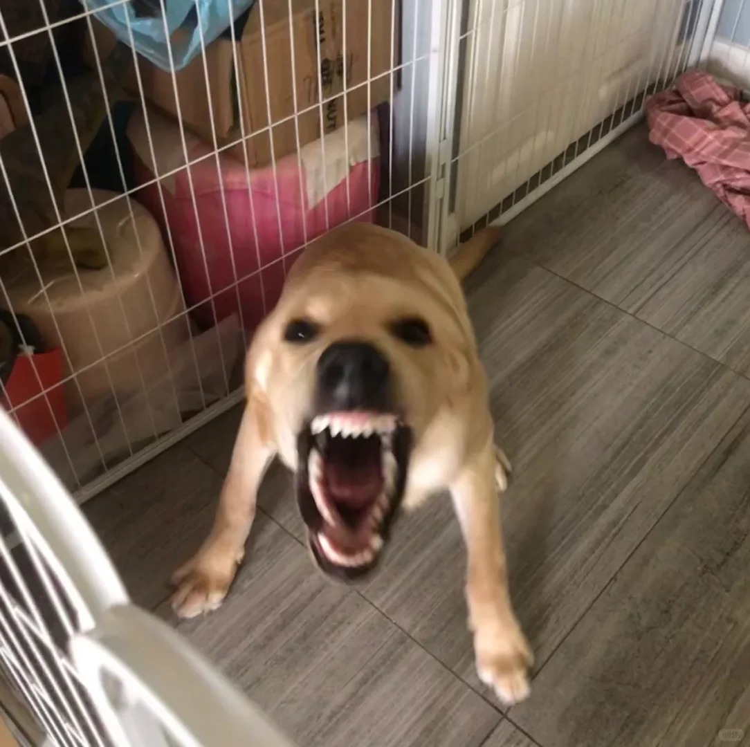大狗叫