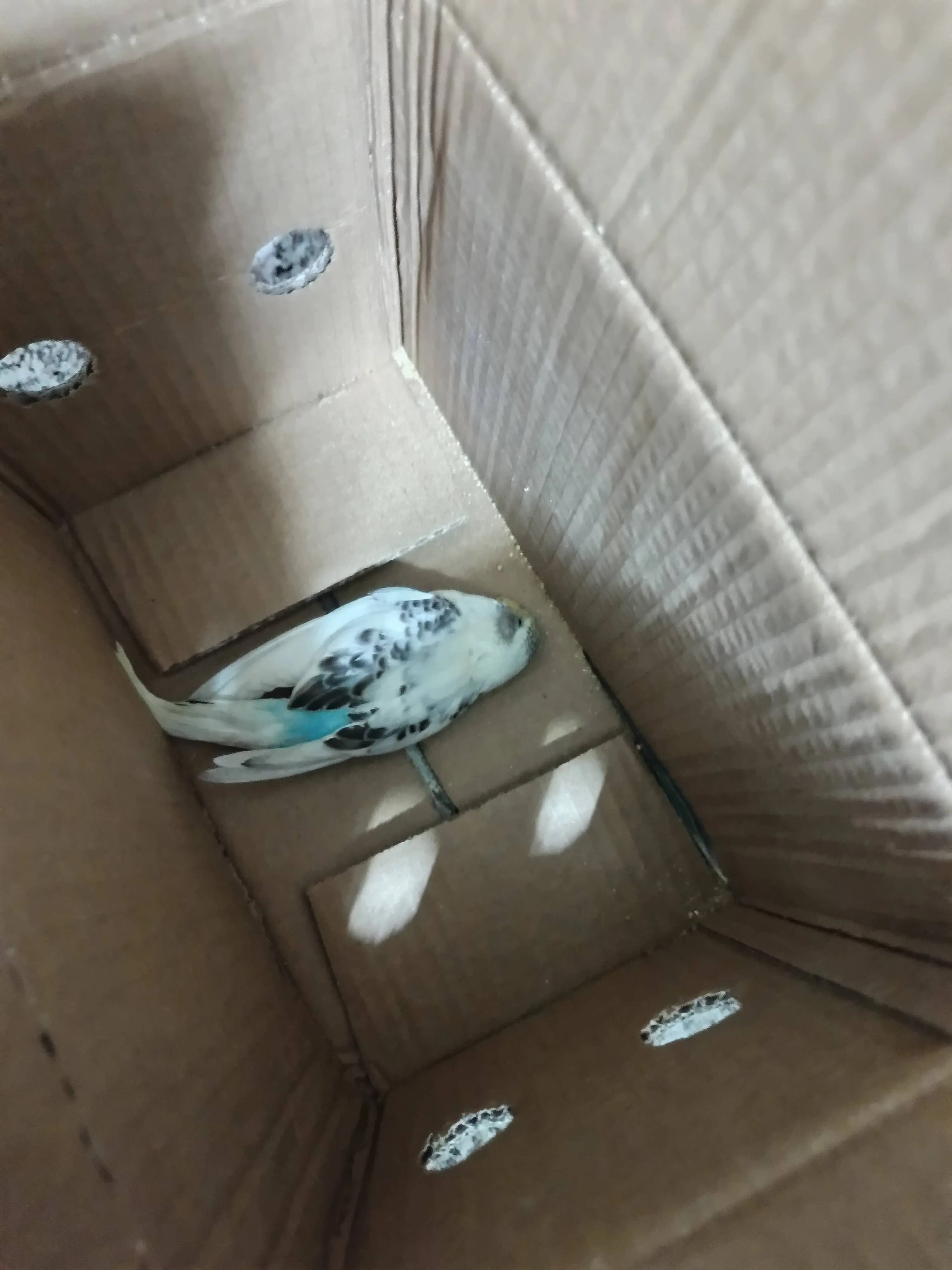 新买的鹦鹉死了