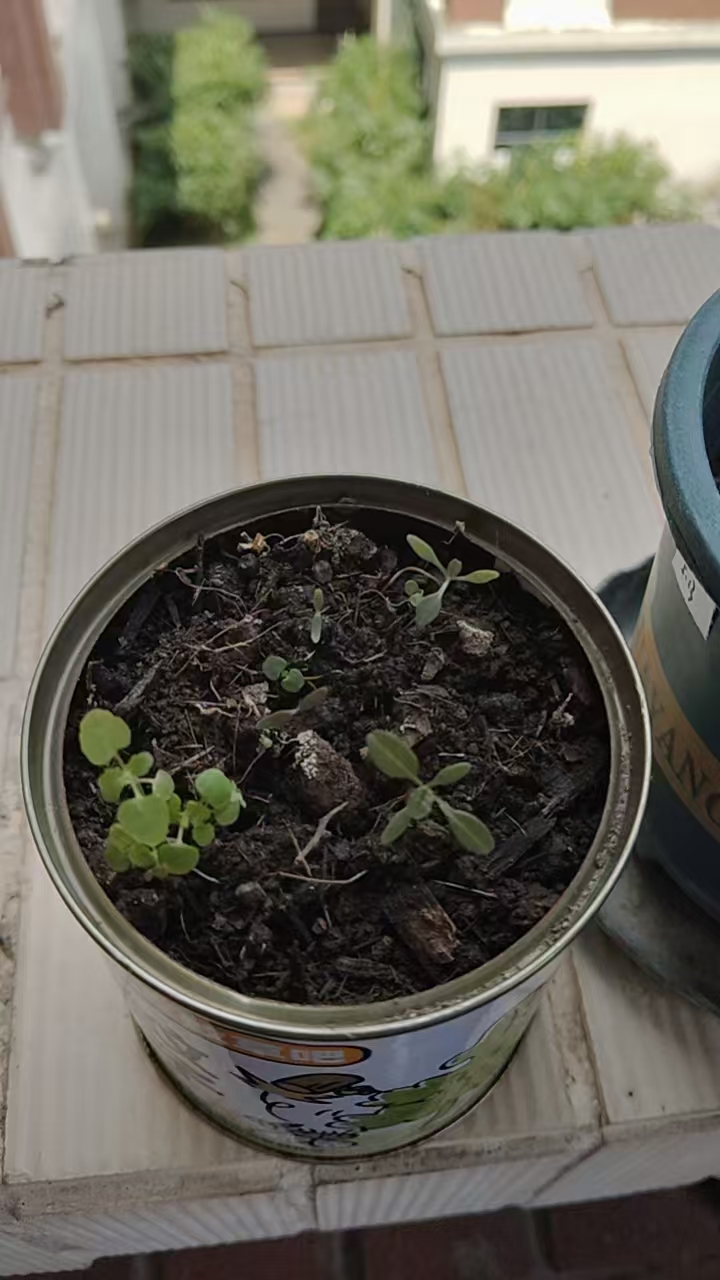 驱蚊草