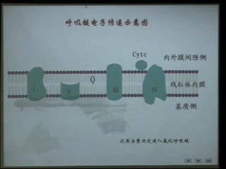 [图][复旦大学上海医学院生物化学精品课全程授课录像视频].12生物氧化