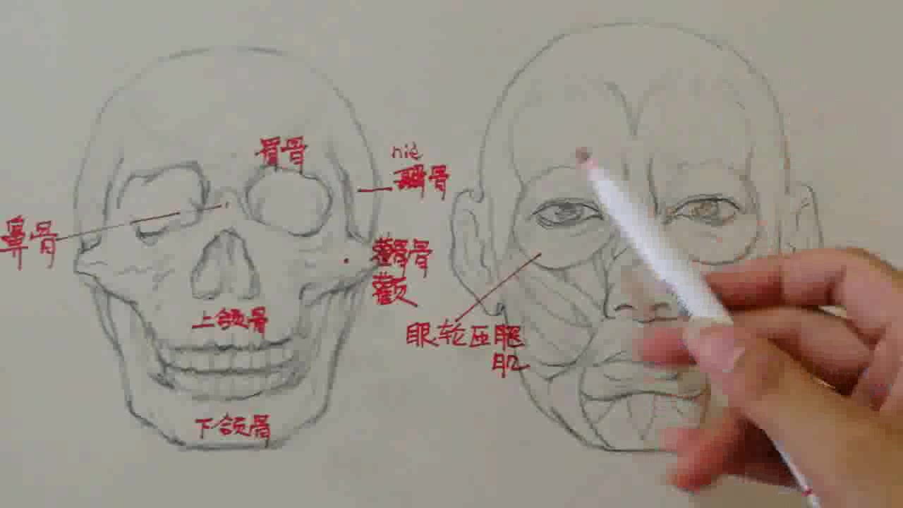 素描入门:素描骨骼头像教学,基础学习重点掌握哔哩哔哩bilibili