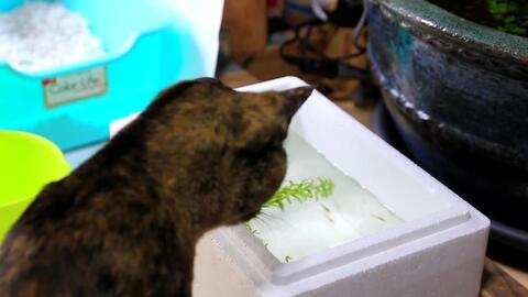 青鳉室内睡莲钵制作第三集 調子に乗って メダカを増やしてみた室内睡蓮鉢3 哔哩哔哩 Bilibili