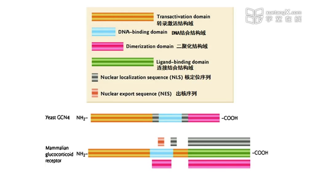 【分子生物学】真核细胞转录激活因子哔哩哔哩bilibili