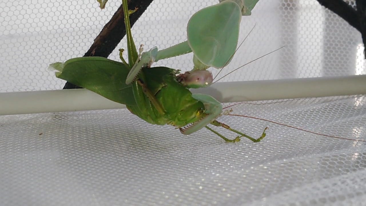 盖菱背螳啃吃素蚂蚱_哔哩哔哩 (゜-゜)つロ 干杯~-bilibili