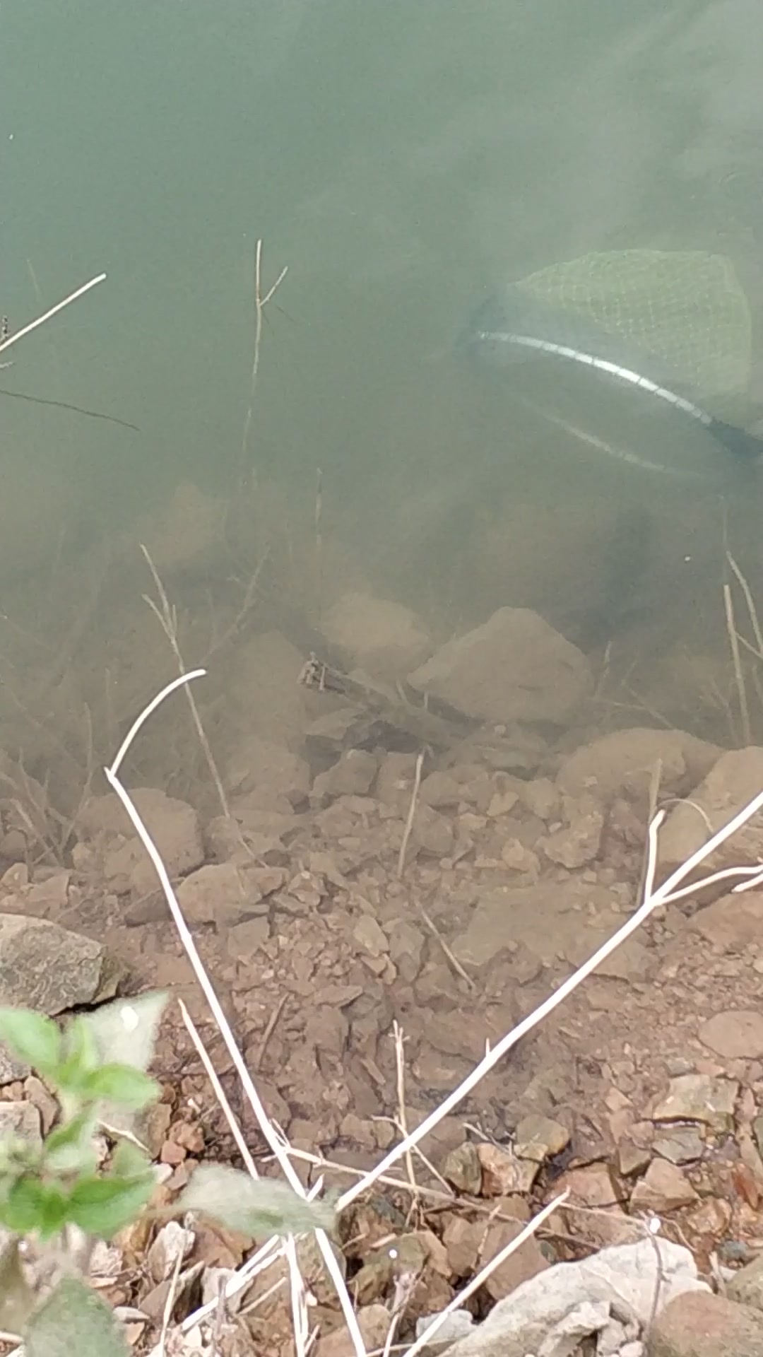 绝对大开眼界罗非鱼护窝视频