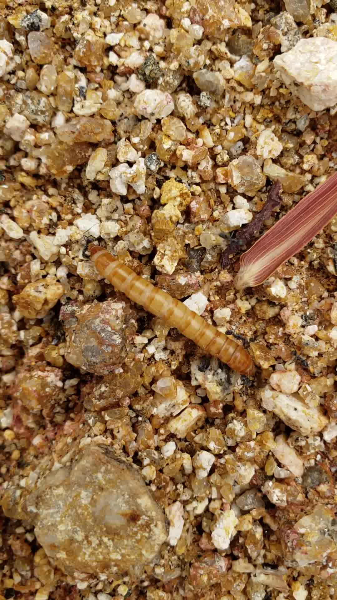 几只扁平虹臭蚁死里咬只掉黄粉虫幼虫几滴血哎_哔哩哔哩 (゜-゜)つロ