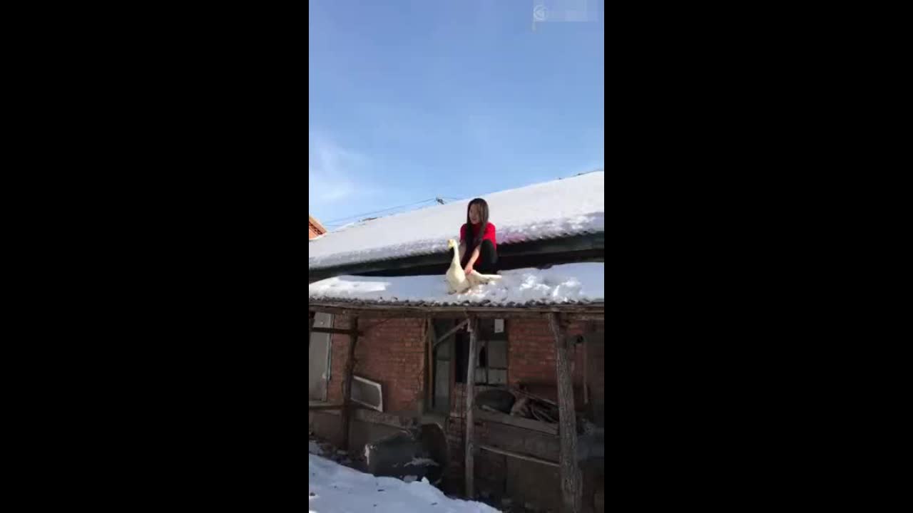 东北虎娘们太会玩了空中飞人