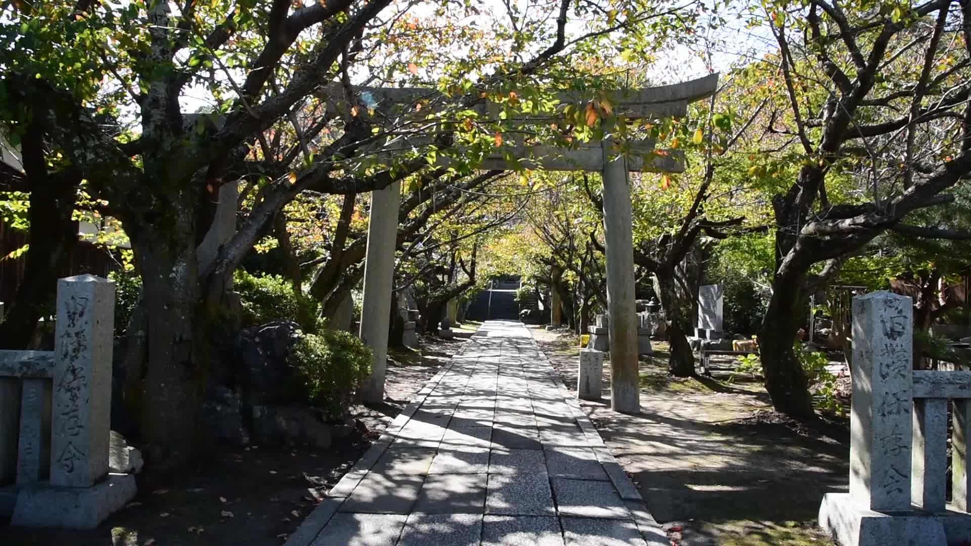 大崎下岛一日游_哔哩哔哩_bilibili