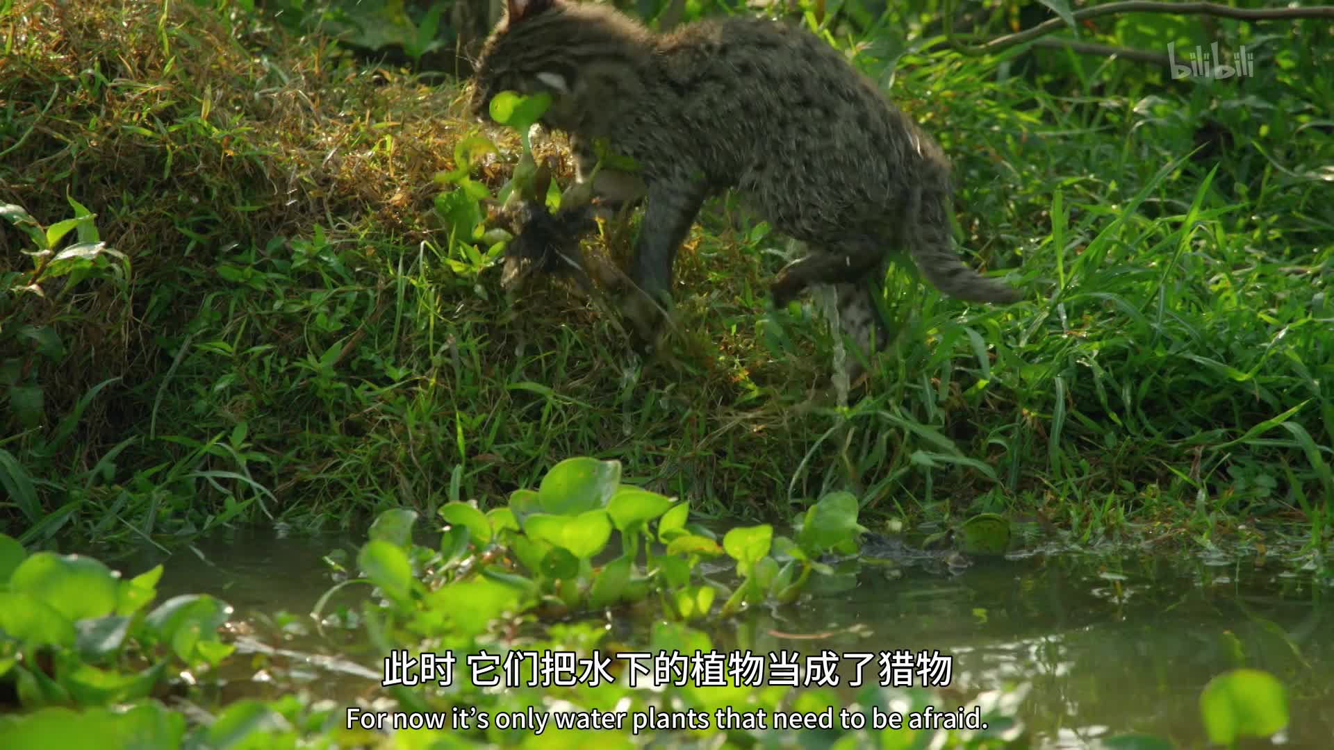 大猫第2集-纪录片-全集-高清正版在线观看-bilibili-哔哩哔哩