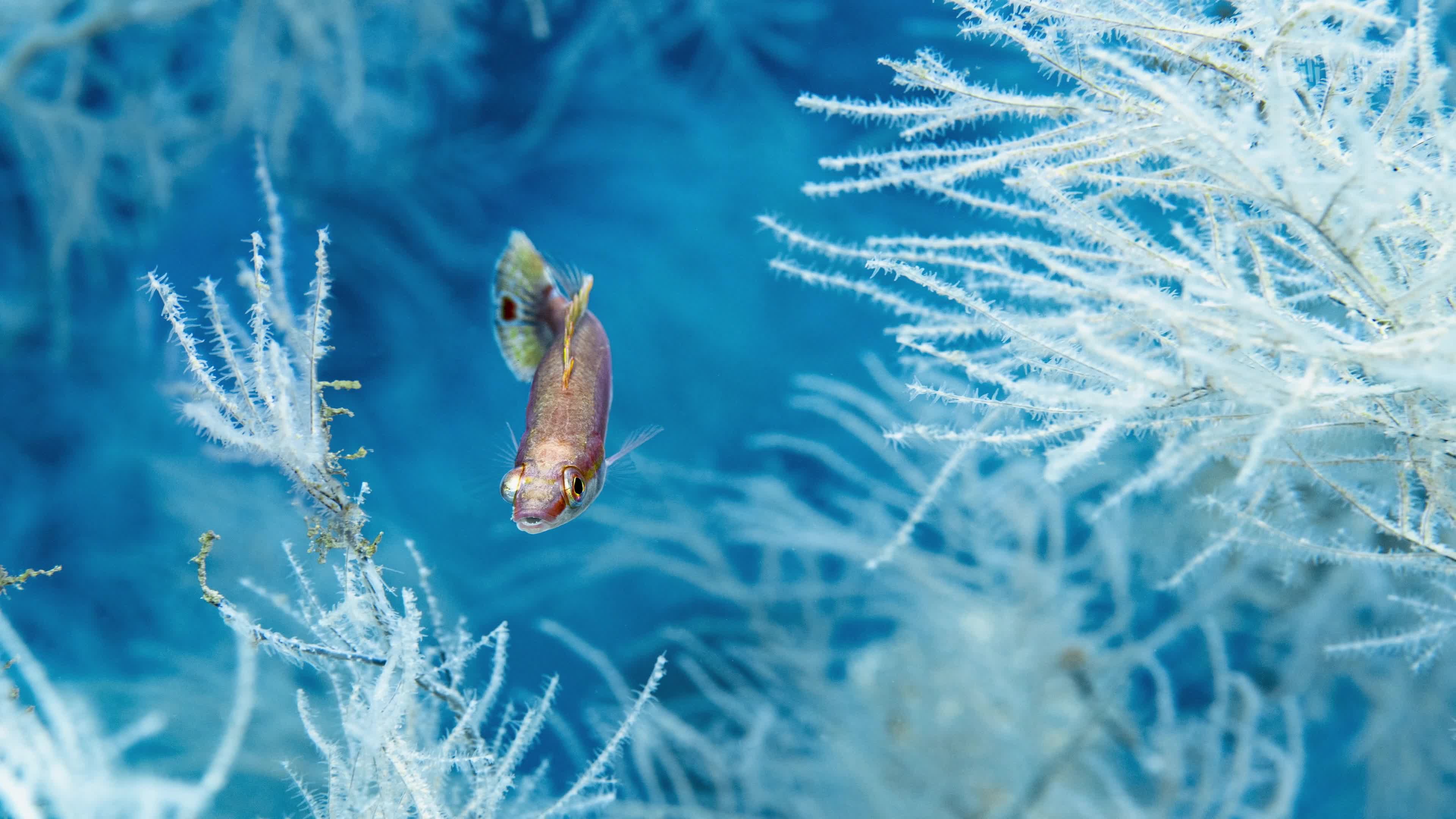 极度深海法语版-纪录片-全集-高清独家在线观看-bilibili-哔哩哔哩