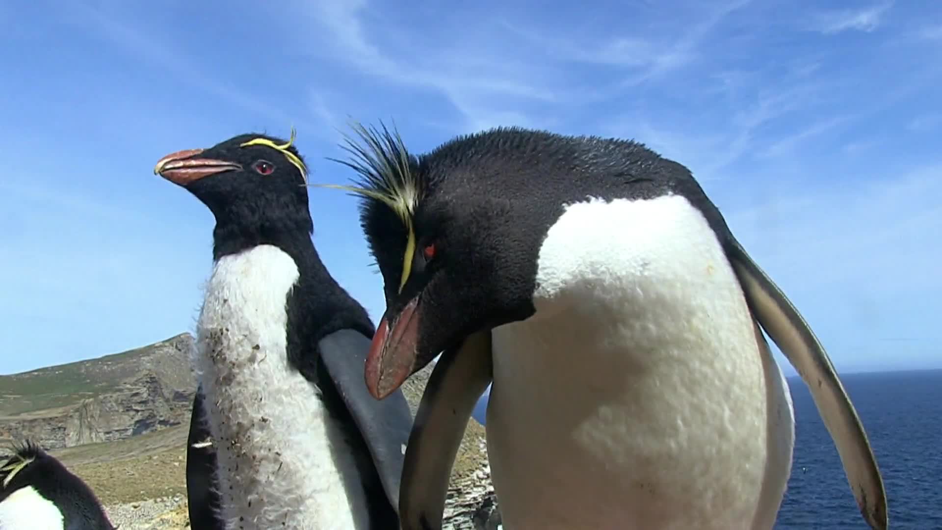 企鹅群里有特务第1集-纪录片-全集-高清正版在线观看-bilibili-哔哩