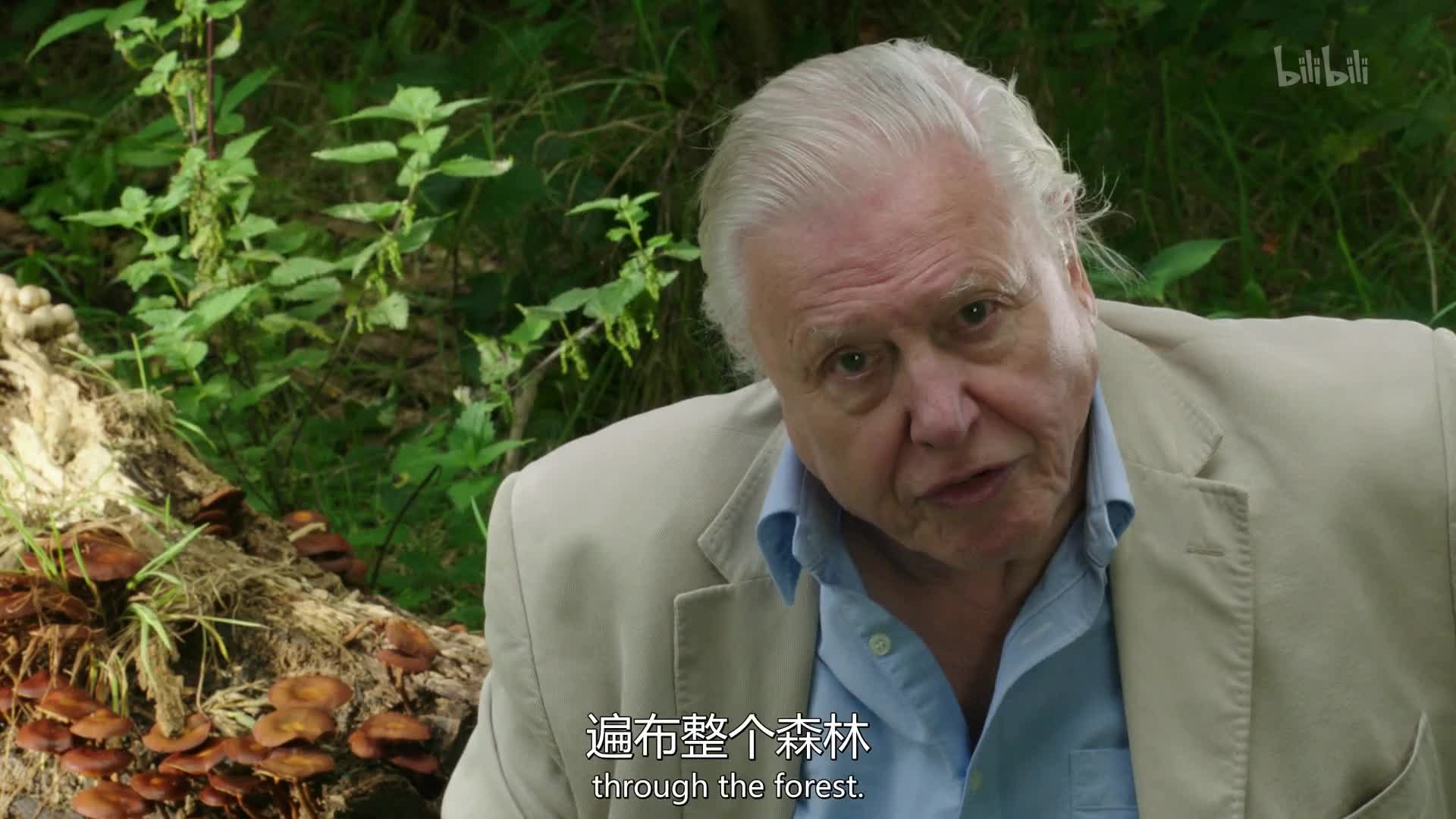 植物王国第2集-纪录片-全集-高清正版在线观看-bilibili-哔哩哔哩